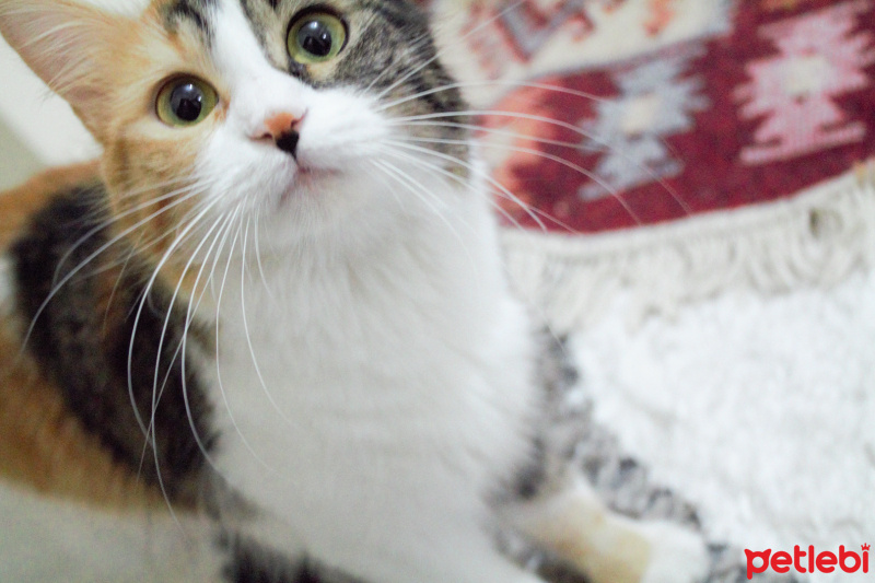 Tekir Kedi, Kedi  nabi fotoğrafı