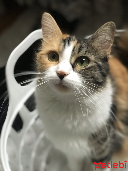 Tekir Kedi, Kedi  nabi fotoğrafı