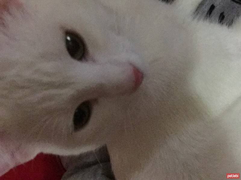 Tekir Kedi, Kedi  Pamuk fotoğrafı
