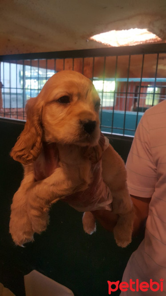 Amerikan Cocker Spaniel, Köpek  çaça fotoğrafı