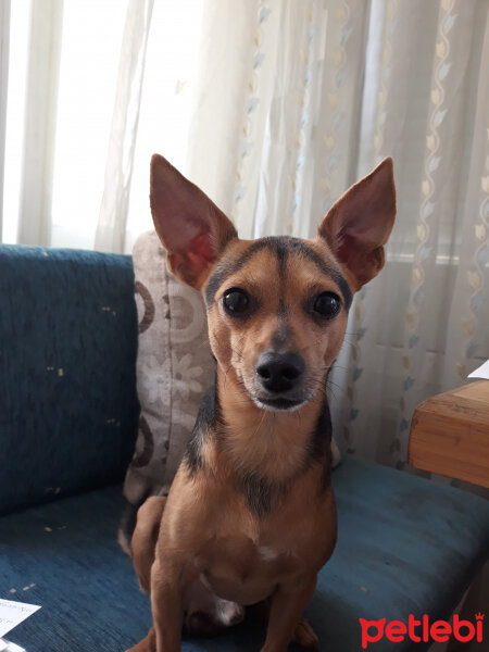 Minyatür Pinscher, Köpek  Arkadaş fotoğrafı