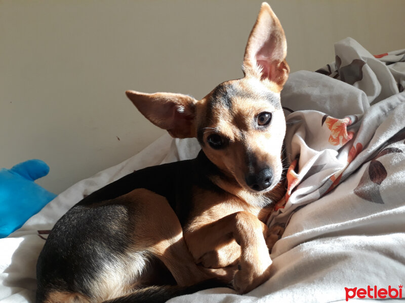 Minyatür Pinscher, Köpek  Arkadaş fotoğrafı