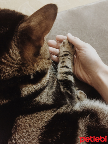 Tekir Kedi, Kedi  Hera fotoğrafı