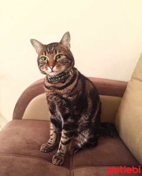 Tekir Kedi, Kedi  Hera fotoğrafı