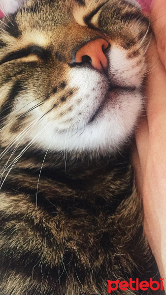 Tekir Kedi, Kedi  Hera fotoğrafı