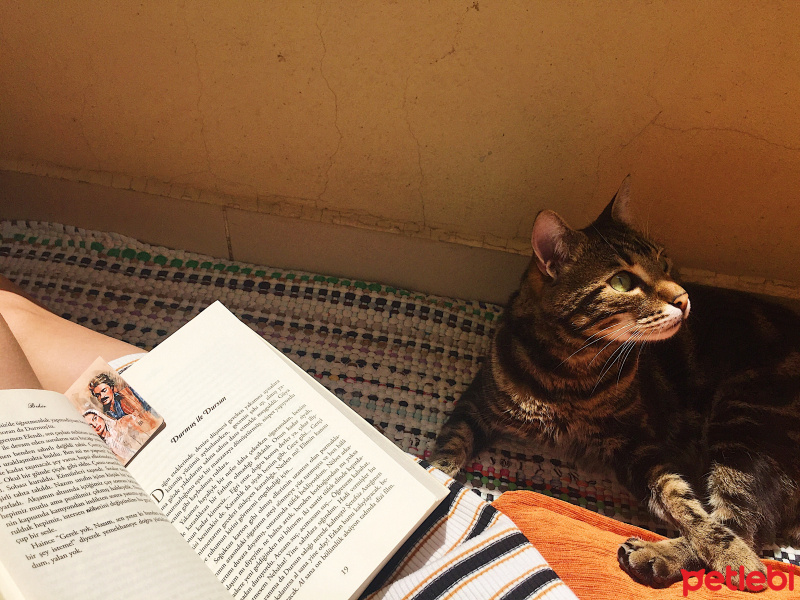 Tekir Kedi, Kedi  Hera fotoğrafı