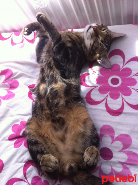 Tekir Kedi, Kedi  Hera fotoğrafı