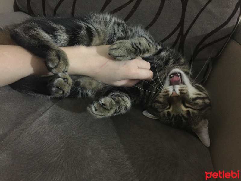 Tekir Kedi, Kedi  Hera fotoğrafı