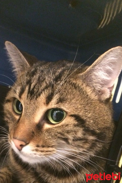 Tekir Kedi, Kedi  Hera fotoğrafı
