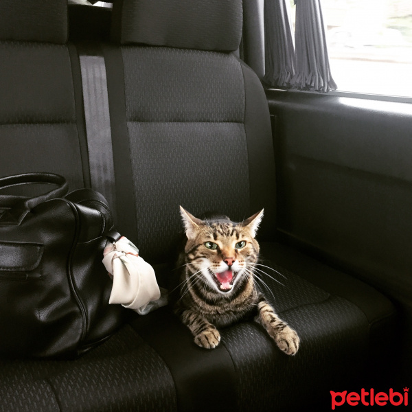 Tekir Kedi, Kedi  Hera fotoğrafı