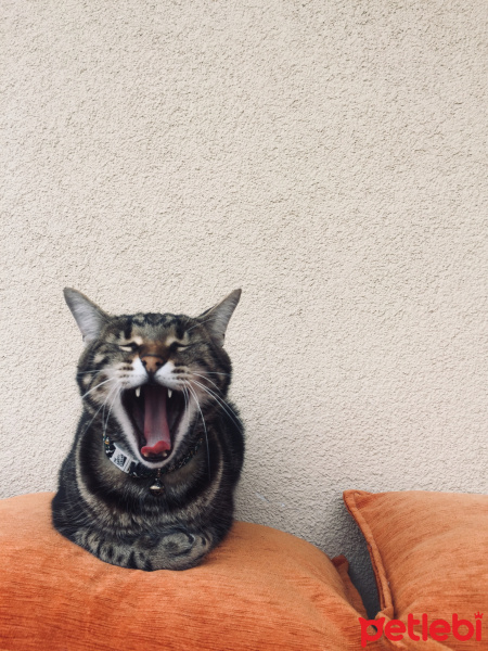 Tekir Kedi, Kedi  Hera fotoğrafı