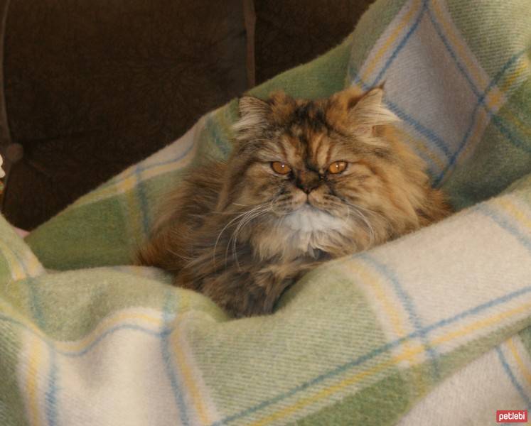 İran Kedisi (Persian), Kedi  Coco fotoğrafı