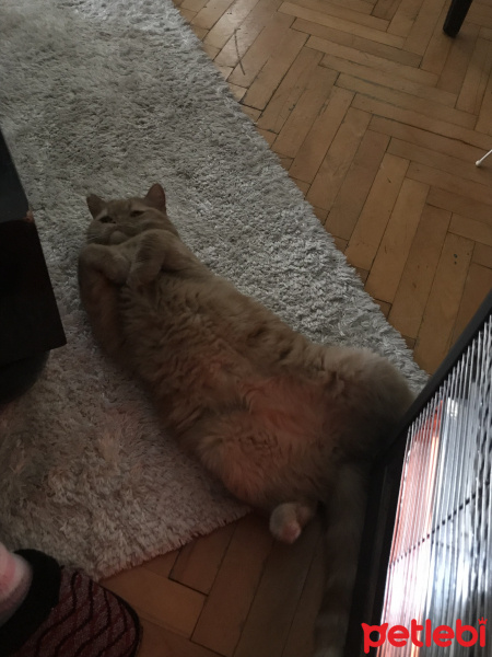 British Shorthair, Kedi  Mia fotoğrafı