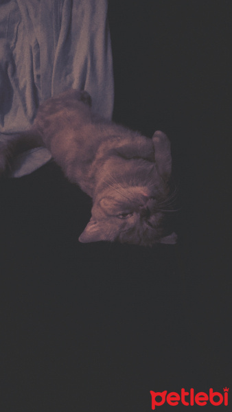 British Shorthair, Kedi  Mia fotoğrafı