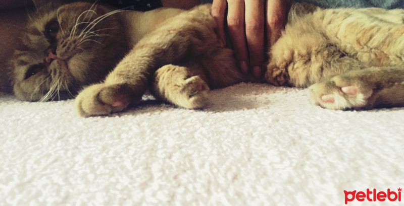 British Shorthair, Kedi  Mia fotoğrafı