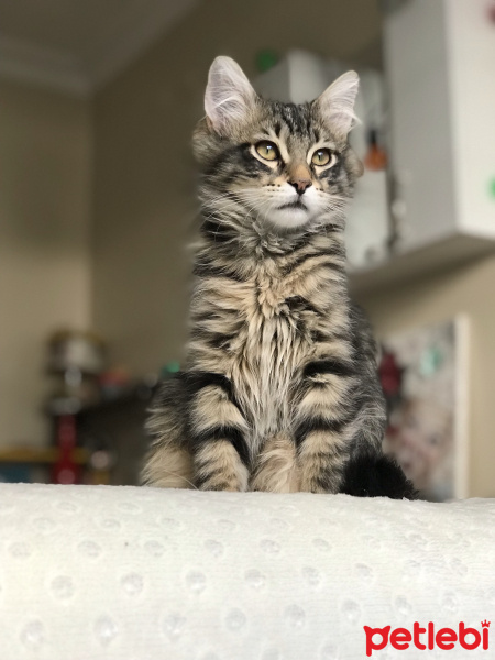 Tekir Kedi, Kedi  Rambo fotoğrafı