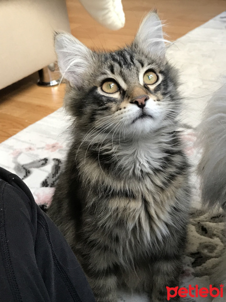Tekir Kedi, Kedi  Rambo fotoğrafı