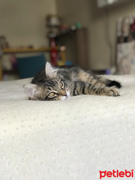 Tekir Kedi, Kedi  Rambo fotoğrafı
