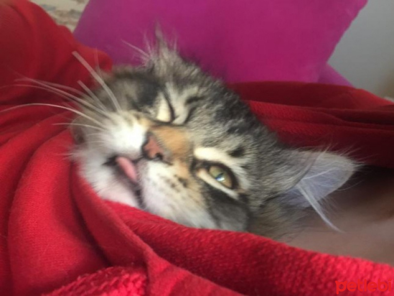 Tekir Kedi, Kedi  Rambo fotoğrafı