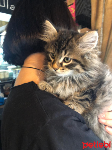 Tekir Kedi, Kedi  Rambo fotoğrafı