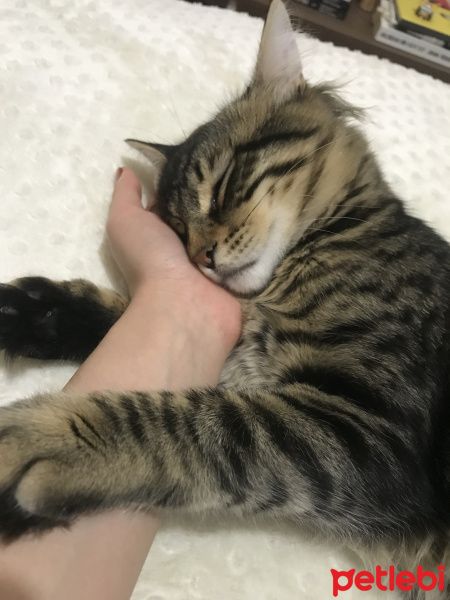 Tekir Kedi, Kedi  Rambo fotoğrafı