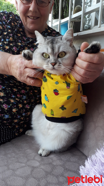 Scottish Fold, Kedi  DUMAN fotoğrafı