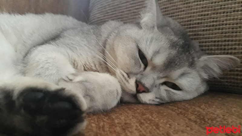 Scottish Fold, Kedi  DUMAN fotoğrafı