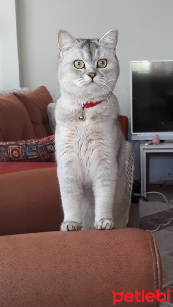 Scottish Fold, Kedi  DUMAN fotoğrafı