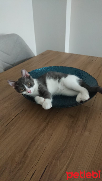 British Shorthair, Kedi  MARS fotoğrafı