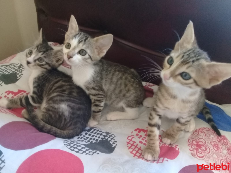 Tekir Kedi, Kedi  Tercihe bağlı fotoğrafı