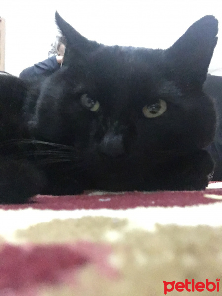 Bombay, Kedi  Oğluş fotoğrafı