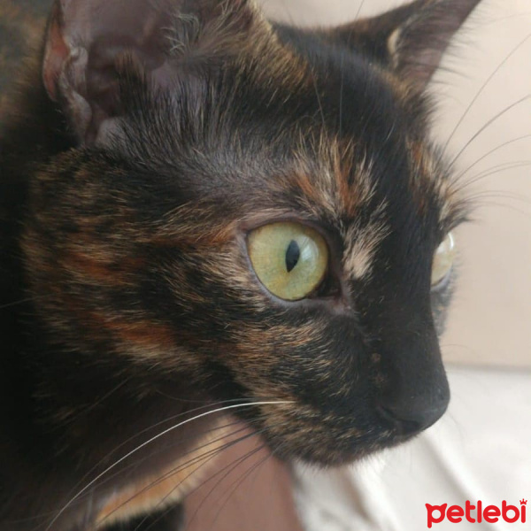 Soke, Kedi  Kahve fotoğrafı