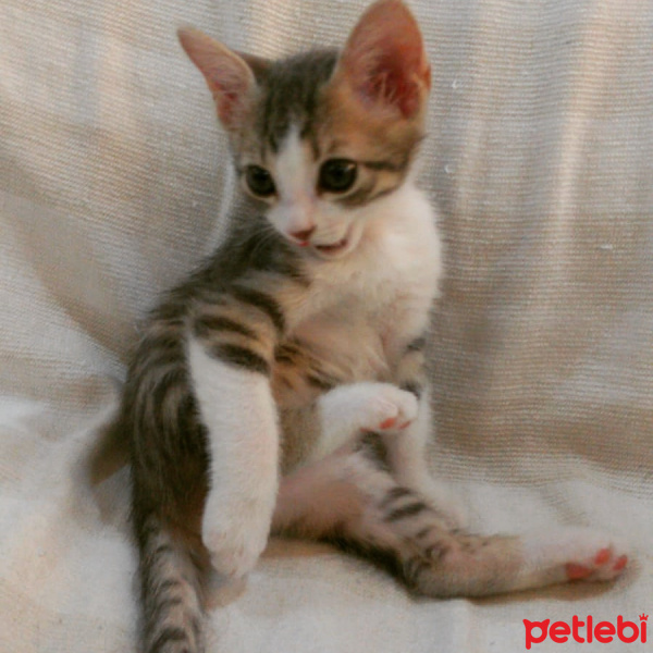 Soke, Kedi  Sütlaç fotoğrafı