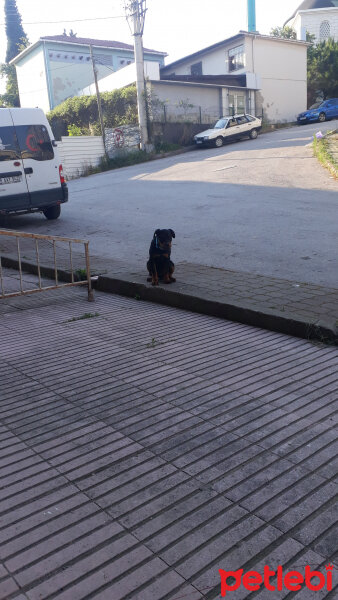 Rottweiler, Köpek  Baron fotoğrafı