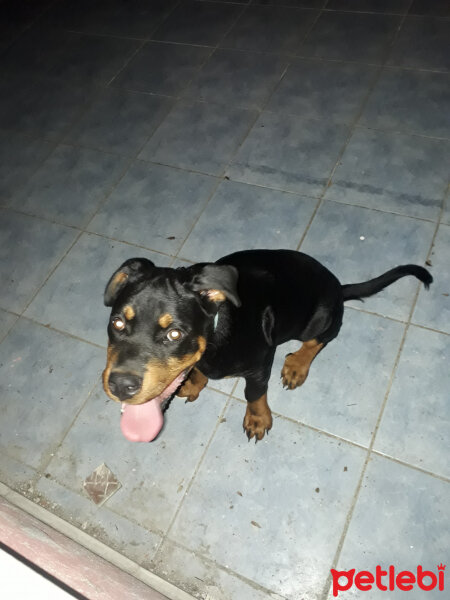 Rottweiler, Köpek  Baron fotoğrafı