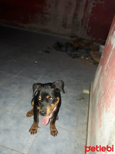 Rottweiler, Köpek  Baron fotoğrafı