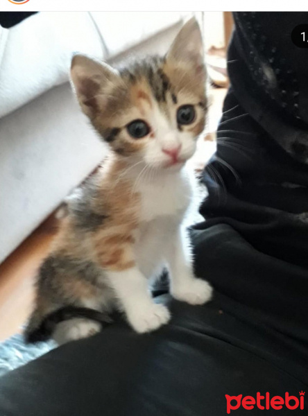 Tekir Kedi, Kedi  Miyaa fotoğrafı