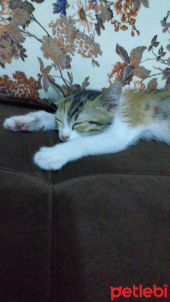Tekir Kedi, Kedi  Miyaa fotoğrafı