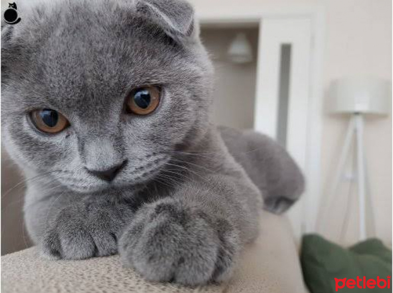 Scottish Fold, Kedi  Duman fotoğrafı
