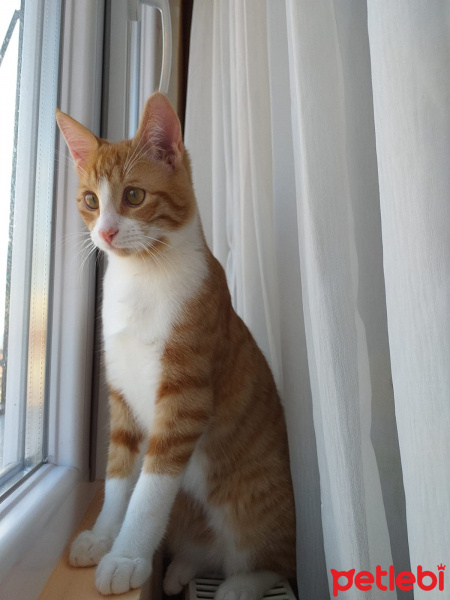 Sarman, Kedi  tedi fotoğrafı