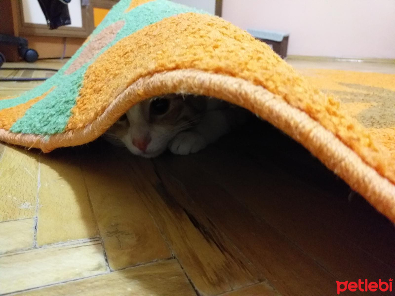 Sarman, Kedi  tedi fotoğrafı