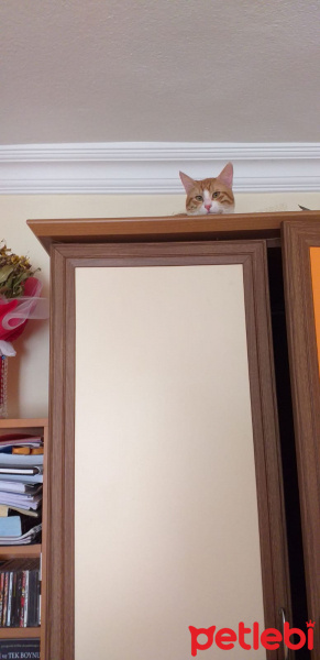 Sarman, Kedi  tedi fotoğrafı