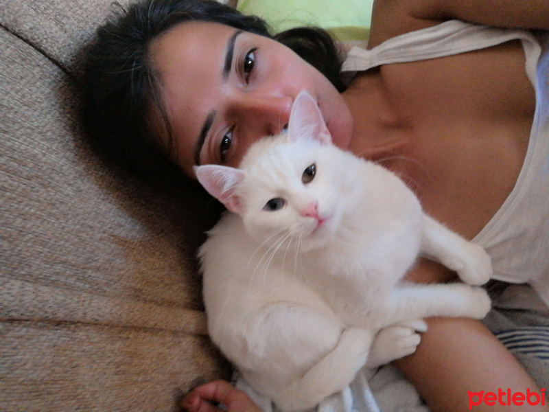 Ankara Kedisi, Kedi  İnci fotoğrafı