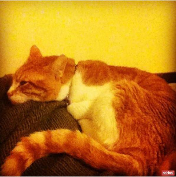 Tekir Kedi, Kedi  Hermes fotoğrafı