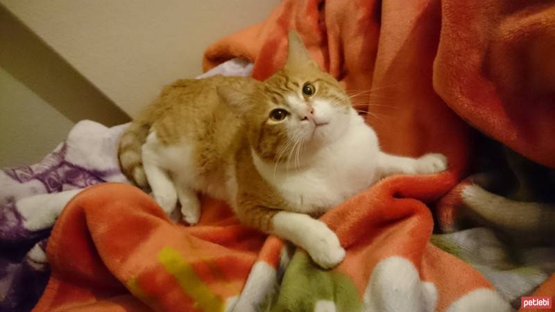 Tekir Kedi, Kedi  Hermes fotoğrafı