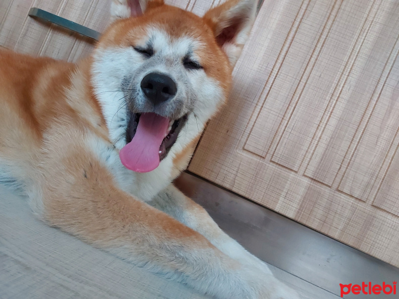 Akita İnu, Köpek  Hachiko fotoğrafı