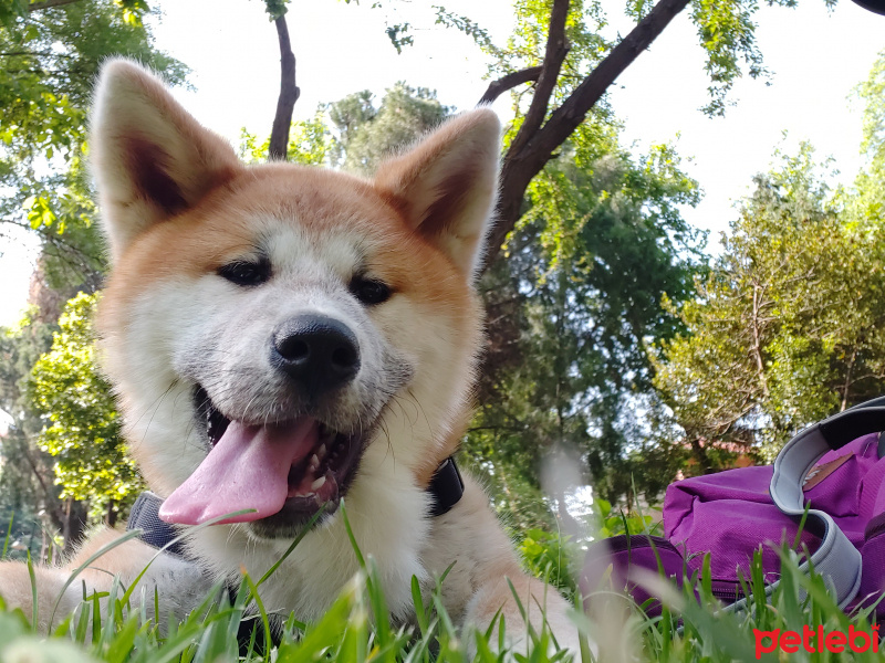 Akita İnu, Köpek  Hachiko fotoğrafı