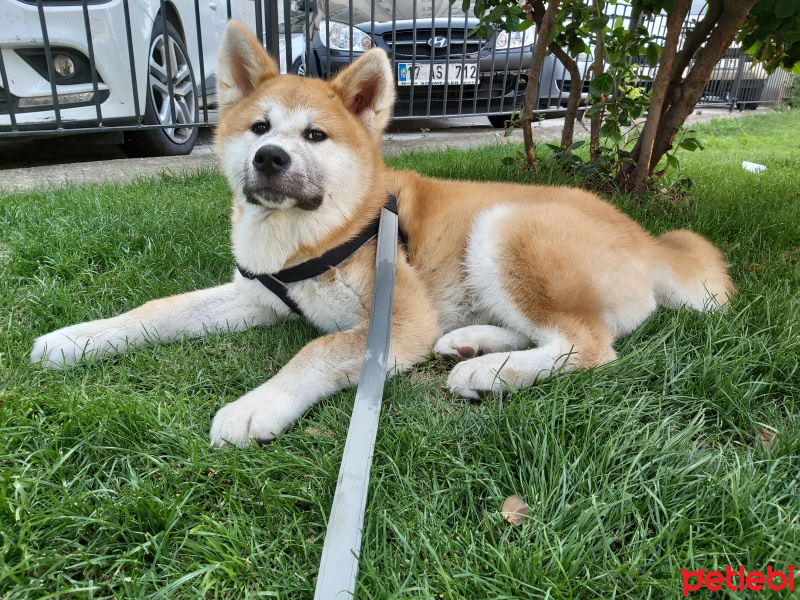 Akita İnu, Köpek  Hachiko fotoğrafı