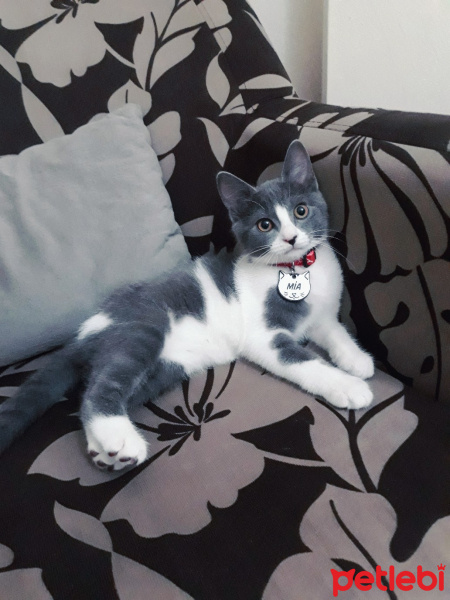 Tekir Kedi, Kedi  Mia fotoğrafı