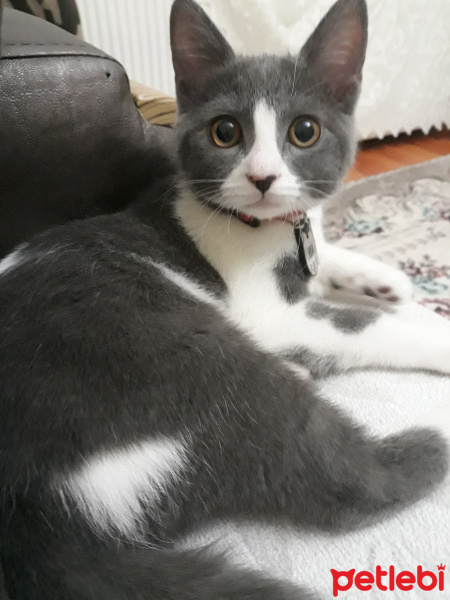 Tekir Kedi, Kedi  Mia fotoğrafı